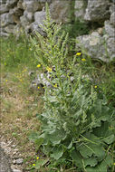 Sivun Verbascum pulverulentum Vill. kuva