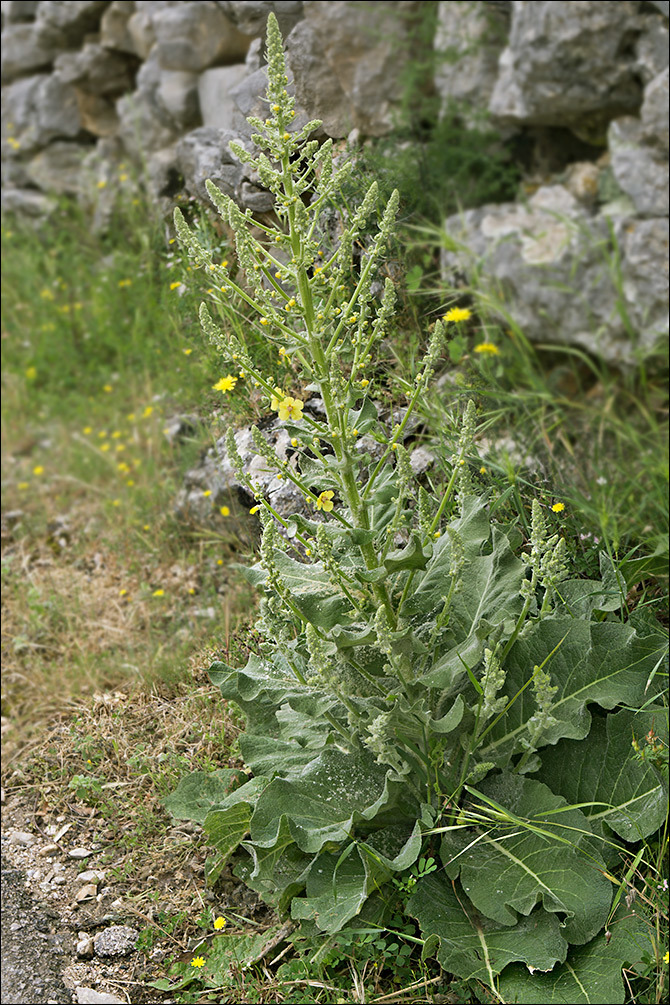 Verbascum pulverulentum (rights holder: 2018 Dr. Amadej Trnkoczy)