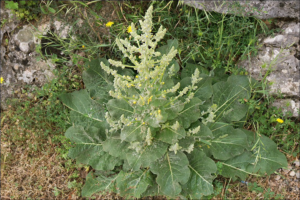 Sivun Verbascum pulverulentum Vill. kuva