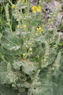 Image of broad-leaf mullein