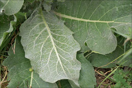 Image of broad-leaf mullein