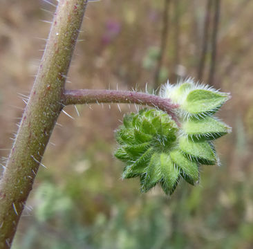 Image of imbricate phacelia