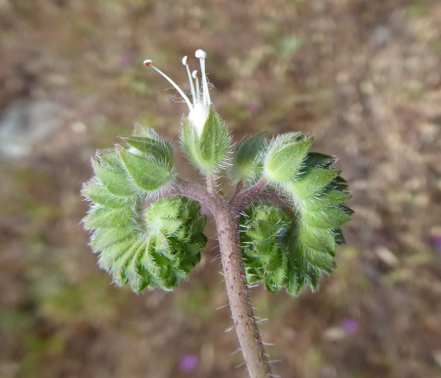 Image of imbricate phacelia