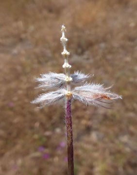 صورة Trifolium albopurpureum Torr. & A. Gray