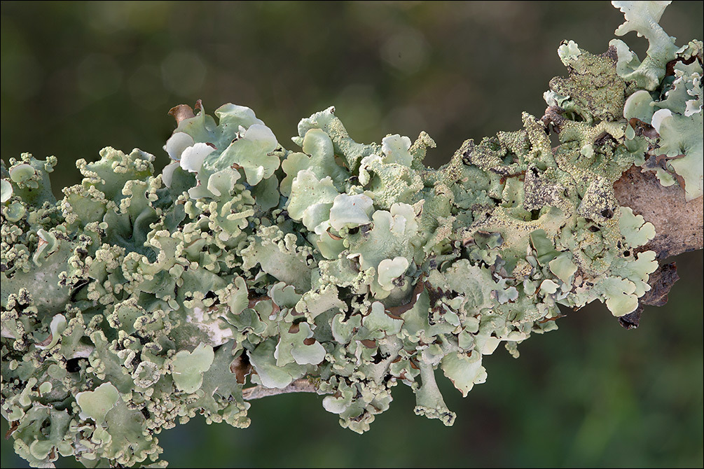 Image de Parmotrema perlatum (Huds.) M. Choisy