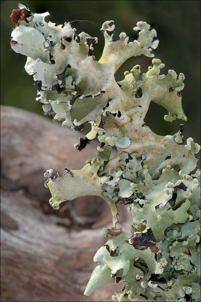 Image de Parmotrema perlatum (Huds.) M. Choisy