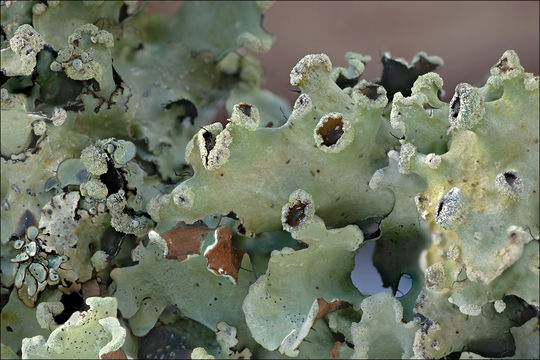 Image of Parmotrema perlatum (Huds.) M. Choisy