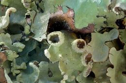 Image of Black stone flower