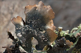 Image of Black stone flower