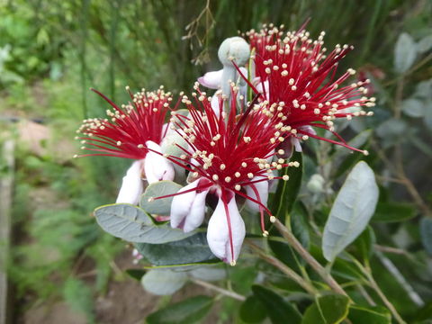 Image of Pineapple guava, feijoa