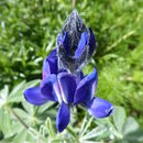 Image of blue lupine