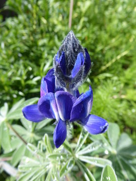 Image of blue lupine