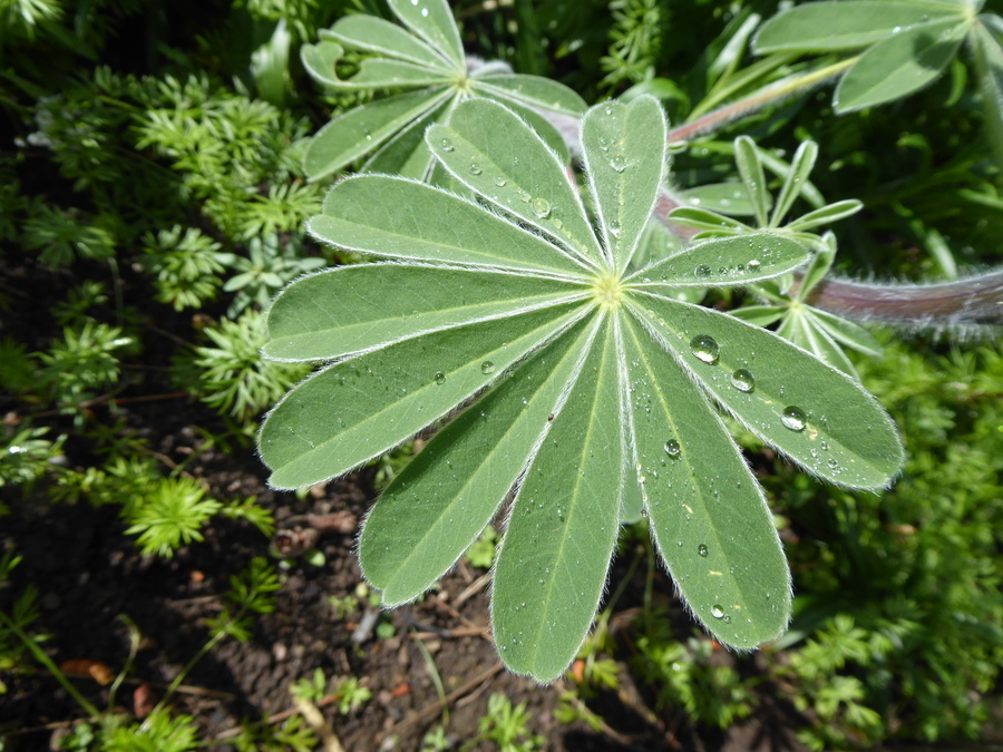 Plancia ëd Lupinus pilosus L.