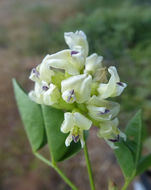 Image of forest scurfpea