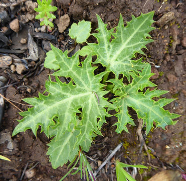 Image of coastal blacksnakeroot