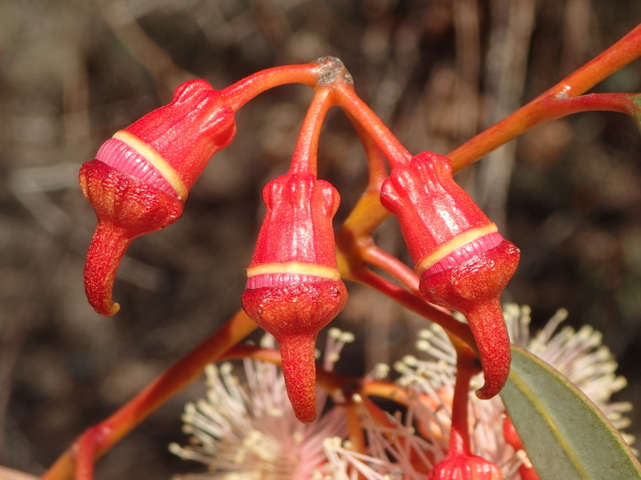 Слика од Eucalyptus torquata Luehm.