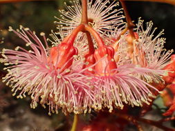 Слика од Eucalyptus torquata Luehm.