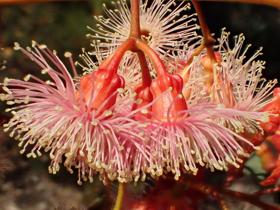 Image of coral gum