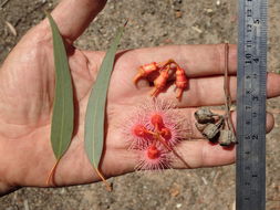 Слика од Eucalyptus torquata Luehm.