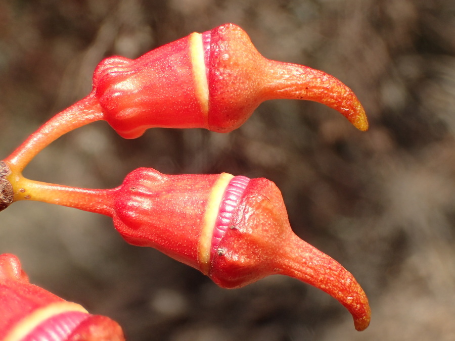 Слика од Eucalyptus torquata Luehm.