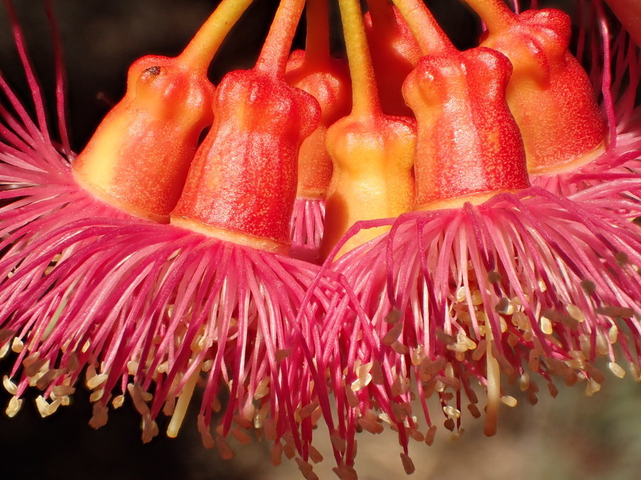 Image of coral gum