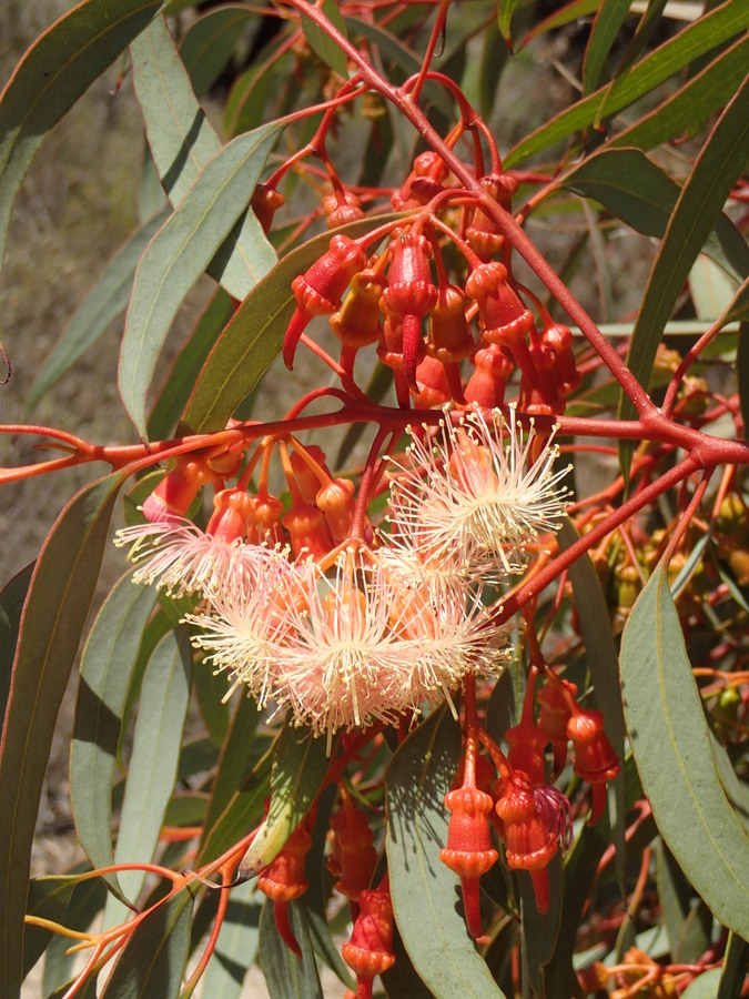 Слика од Eucalyptus torquata Luehm.