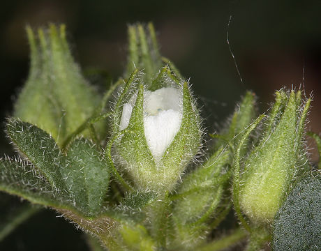 Image of Least Mallow