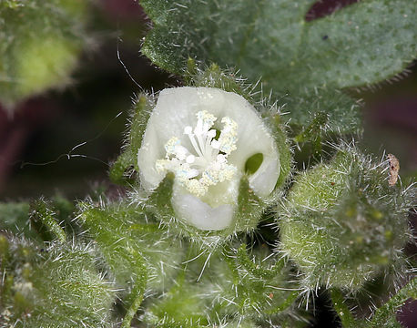 Image of Least Mallow