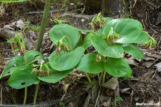 Image of Clustered lady's slipper