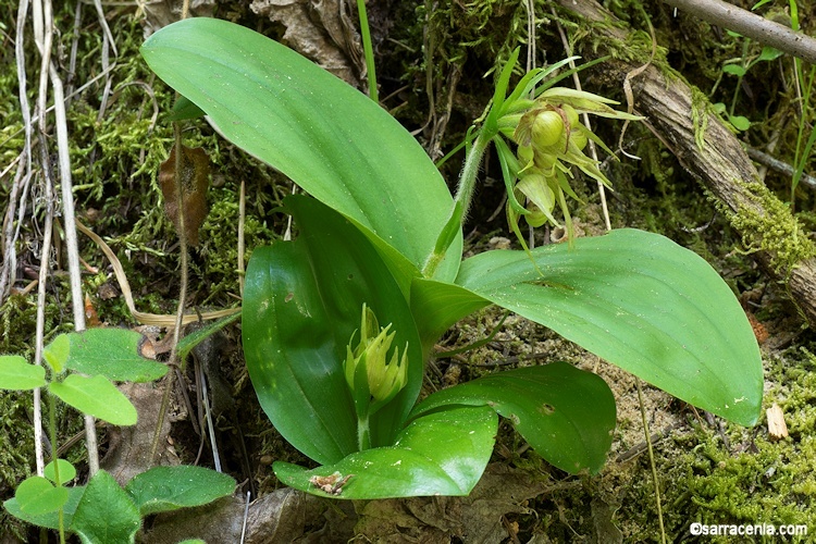 Image of Clustered lady's slipper