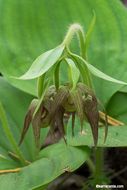 Image of Clustered lady's slipper