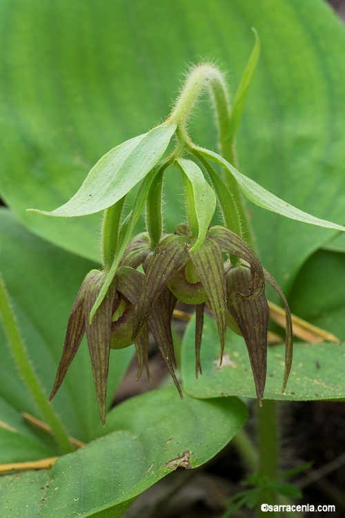 Image of Clustered lady's slipper