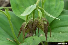 Image of Clustered lady's slipper