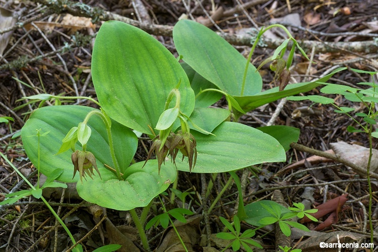 Image of Clustered lady's slipper