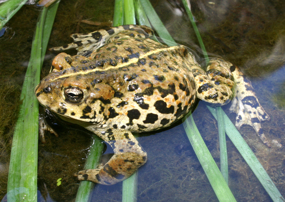 Image of western toad