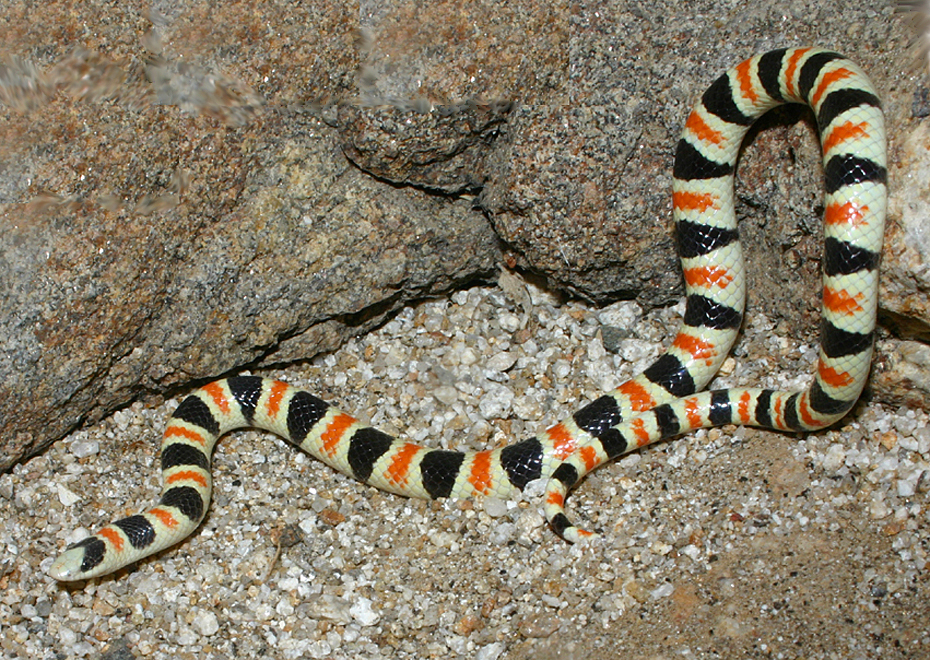 Image of Western Shovel-nose Snake