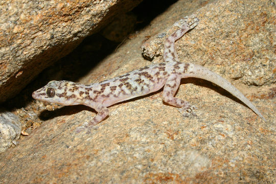 Image of Peninsula Leaf-toed Gecko