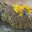 Image of Abraded Camouflage Lichen