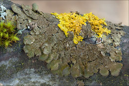 Image of Abraded Camouflage Lichen