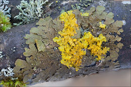 Image of Abraded Camouflage Lichen