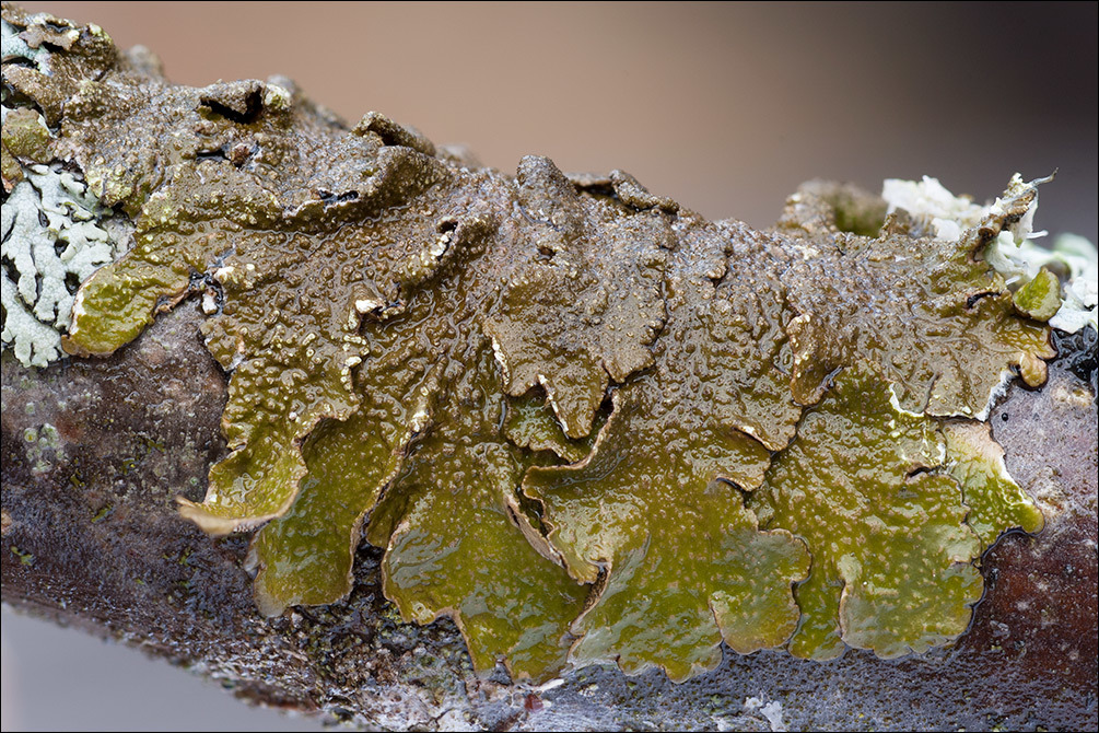 Image of Abraded Camouflage Lichen