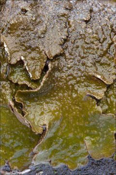 Image of Abraded Camouflage Lichen