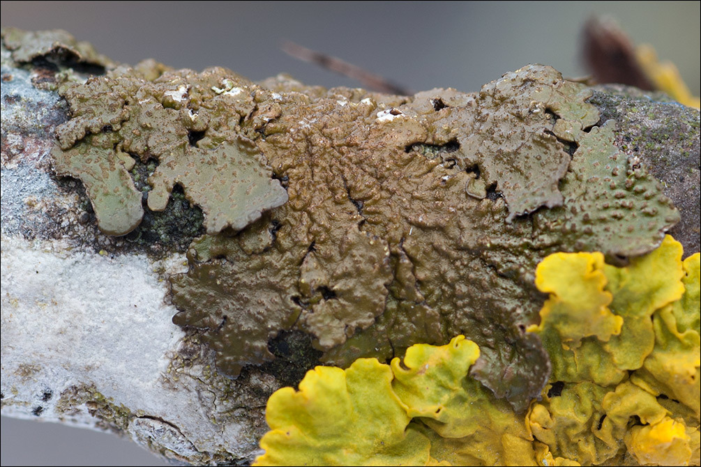 Image of Abraded Camouflage Lichen