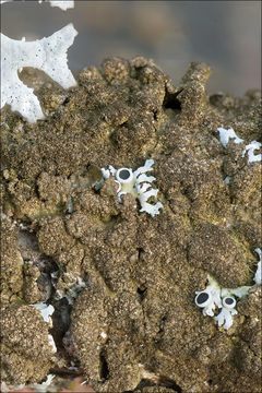 Image of Abraded Camouflage Lichen