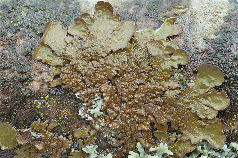 Image of Abraded Camouflage Lichen