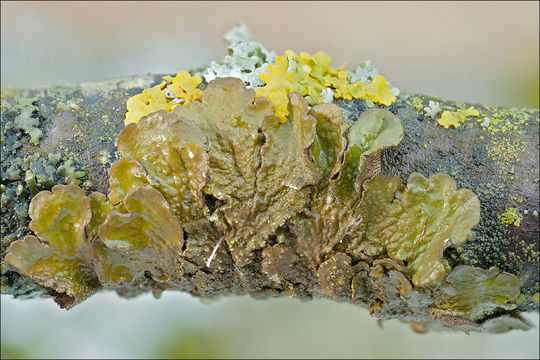 Image of Abraded Camouflage Lichen