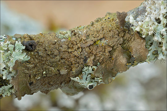 Image of Abraded Camouflage Lichen