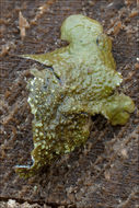 Image of Abraded Camouflage Lichen