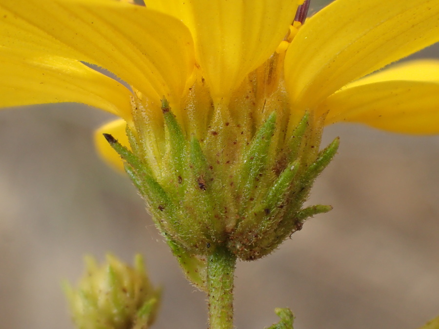 صورة Bahiopsis laciniata (A. Gray) E. E. Schilling & Panero