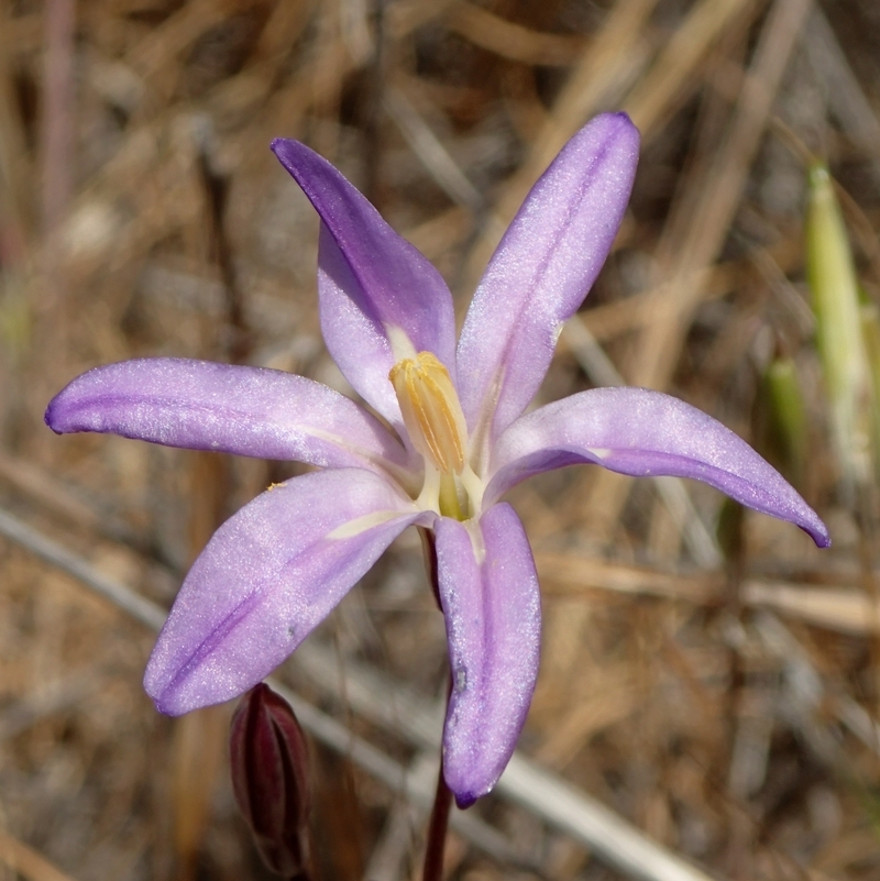 Image of Santa Rosa Basalt brodiaea